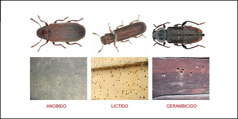 tratamiento-de-la-madera-carcoma-cts-norte-tipo-de-carcoma