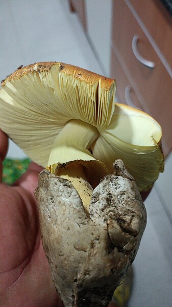 IMG-20241025-WA0022