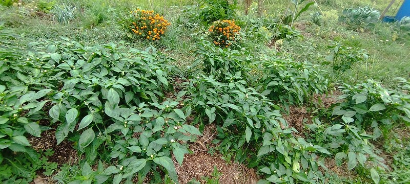 Screenshot_2024-08-13-12-33-37-096_com.miui.gallery