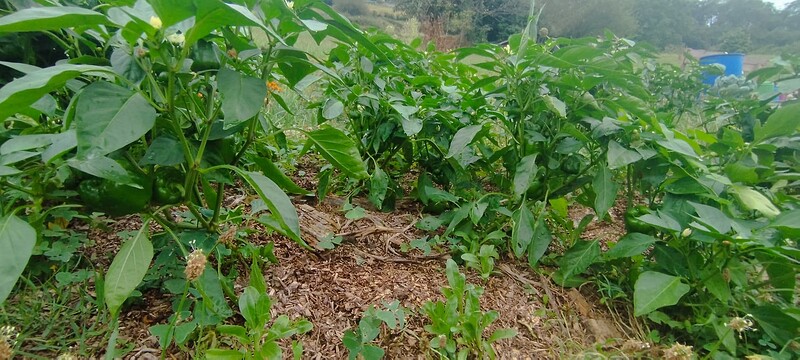 Screenshot_2024-08-13-12-33-29-906_com.miui.gallery