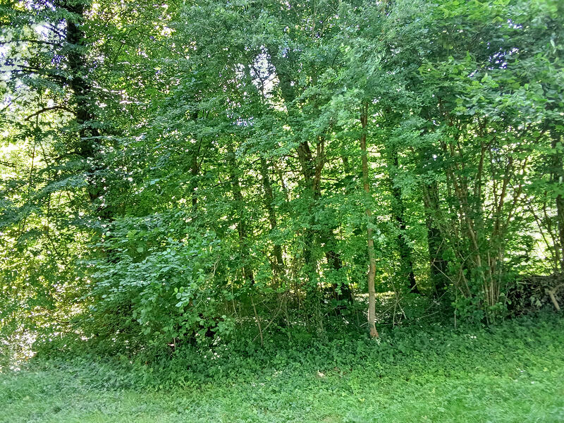 1000010706