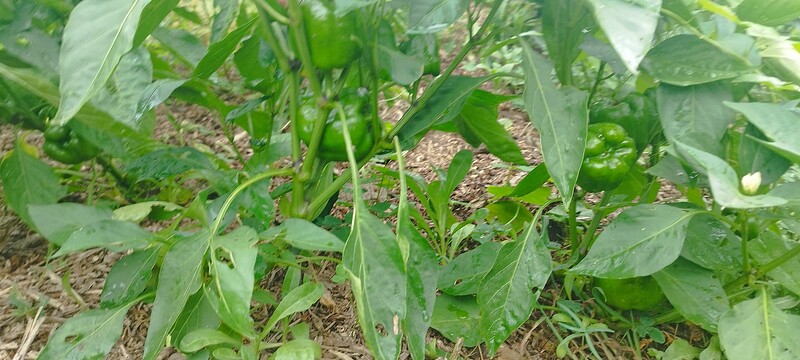 Screenshot_2024-08-13-12-33-41-135_com.miui.gallery