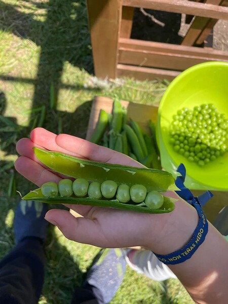 peas-this-year-are-the-most-magnificent-ive-ever-grown-v0-kgq9zrjbzv2f1