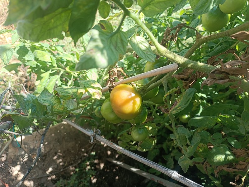 17182806597584311639233432877737