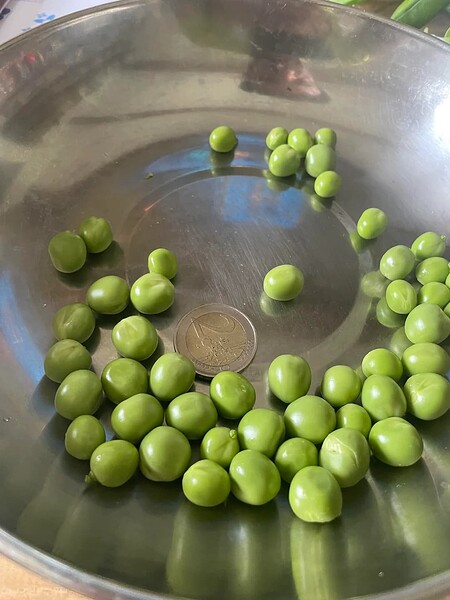 peas-this-year-are-the-most-magnificent-ive-ever-grown-v0-v48m5tjbzv2f1