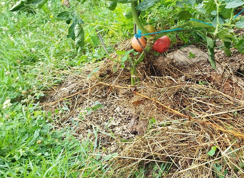 Screenshot_2024-08-13-12-34-19-051_com.miui.gallery-edit