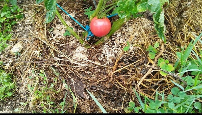 Screenshot_2024-08-13-12-34-49-320_com.miui.gallery-edit