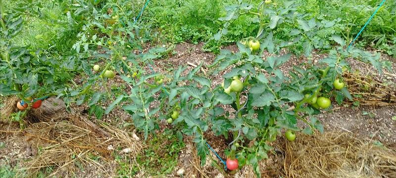 Screenshot_2024-08-13-12-35-06-859_com.miui.gallery