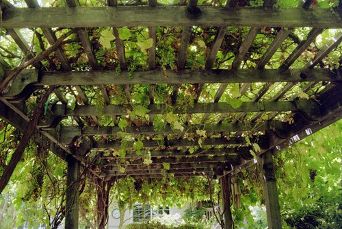 grape-arbor-overhead-diane-licht-landscape-architect-img_14316d7f0d69c5f6_8-2255-1-abf9fd1