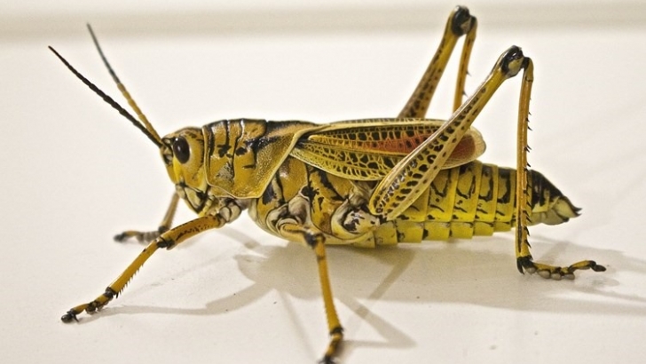 langosta-insecto